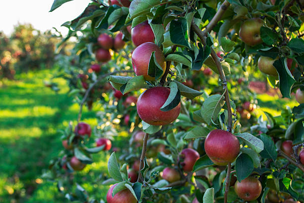 istock An autumn apple orchard in northern Moldova before harvest. 2242437278