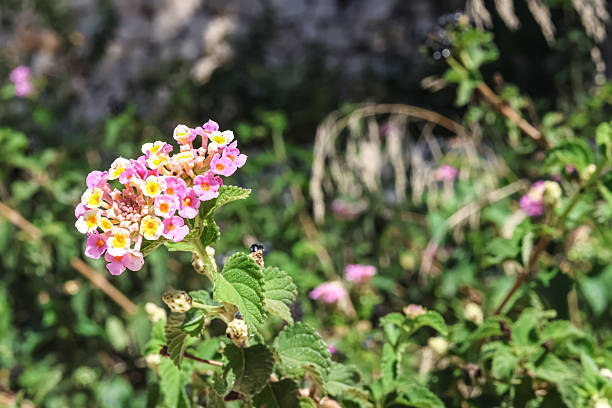 Pink flower among the trees