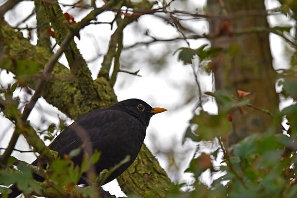 istock A male common blackbird sitting between the branches of a tree, with a white sky shining through. 2242439394