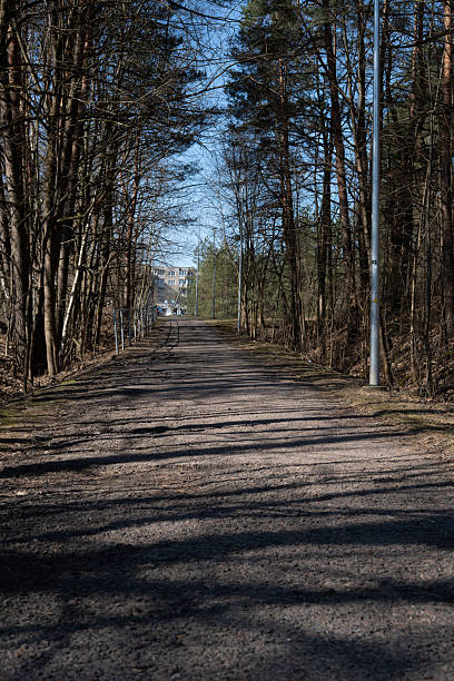 istock long dirt pathway flanked by tall leafless trees leading to a building under clear blue sky, casting intricate shadows on the ground, evoking a serene and peaceful woodland setting, earth, solitude 2242439477