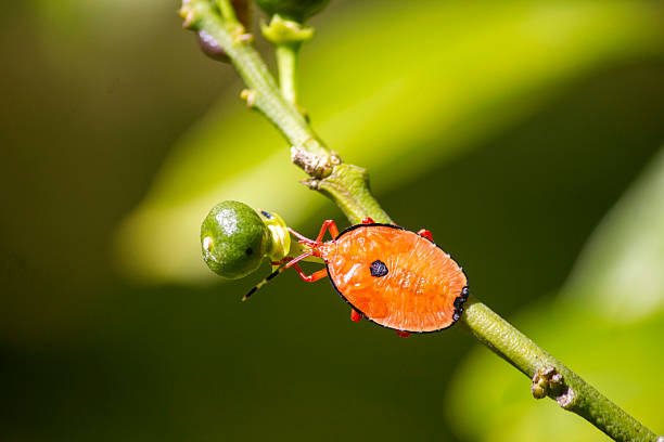 istock Bronze orange bug (Musgraveia sulciventris) on a citrus plant 2242439584