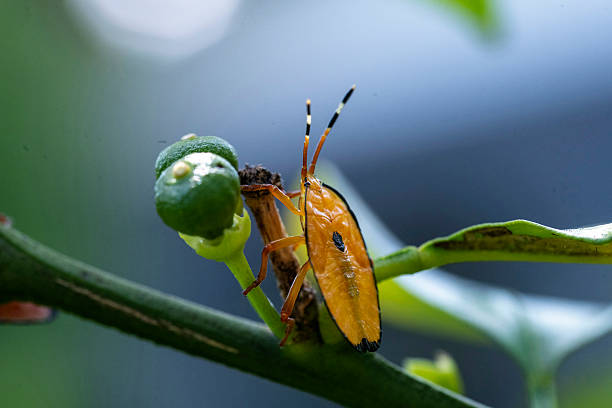 istock Bronze orange bug (Musgraveia sulciventris) on a citrus plant 2242439706