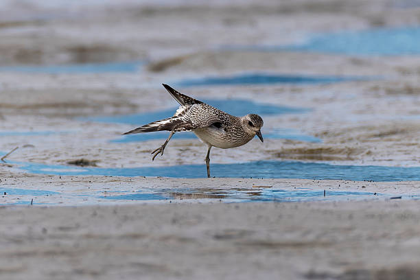 istock Black-bellied plover in the tidal flat beach. 2242445465