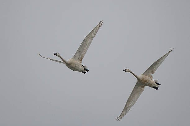 Two tundra swans flying low over lake,  at freezeout lake in Montana, USA. Tundra swans have a small yellow spot by their eyes,