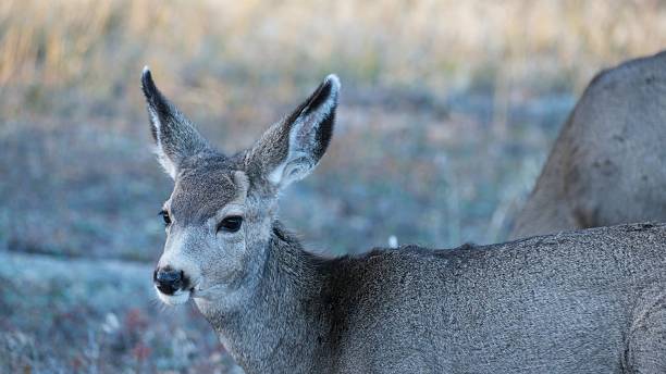 istock Gentle Young Deer in Soft Natural Light 2242445591