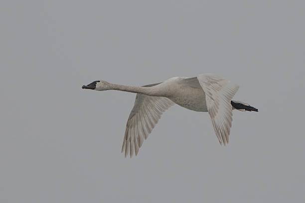 Tundra swan flying low over lake,  at freezeout lake in Montana, USA. Tundra swans have a small yellow spot by their eyes,