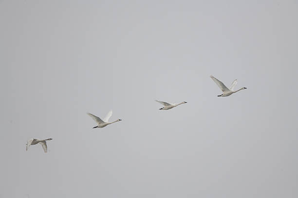 Four tundra swans flying low over lake,  at freezeout lake in Montana, USA. Tundra swans have a small yellow spot by their eyes,