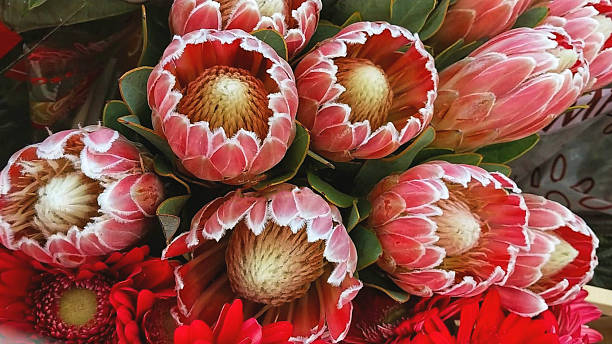 istock Vibrant Pink Protea Flowers and Red Gerbera Daisies 2242446376