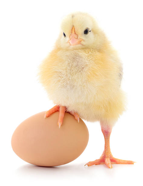 istock Yellow chick standing on an egg isolated on white background 2242447585