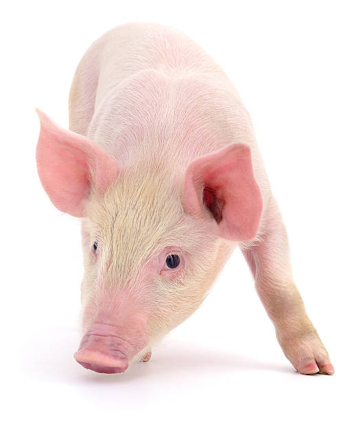 istock Cute pink piglet isolated on white background 2242447593