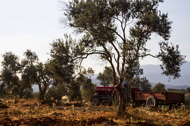 Tractor Visible Behind The Olive Trees On The Farm