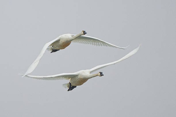 Two trumpeter or tundra swans flying low over lake,  at freezeout lake in Montana, USA. Tundra swans have a small yellow spot by their eyes,