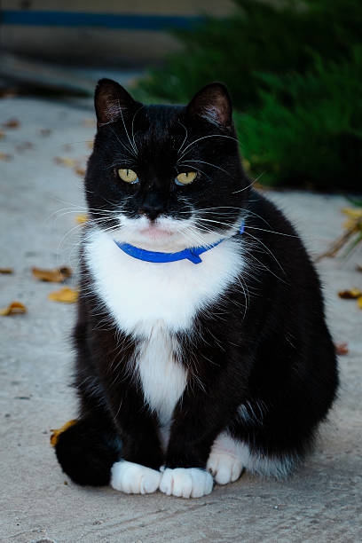 A cute black and white tuxedo cat with bright yellow eyes and a blue collar sits patiently on a concrete path outside. The cat is well-groomed and appears to be a pet.