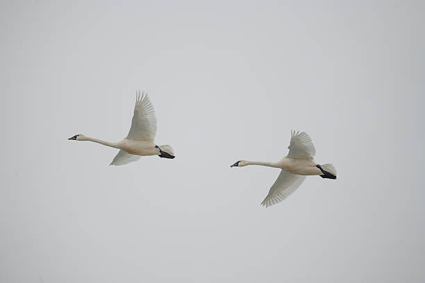 istock Two trumpeter or tundra swans flying low over lake 2242453325