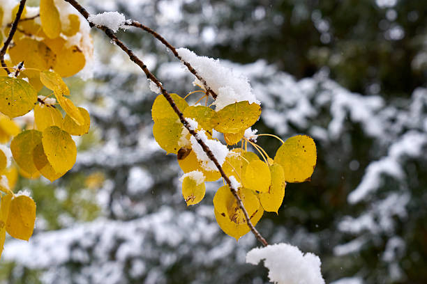 Fresh snow falls on an Aspen tree with autumn leaves.