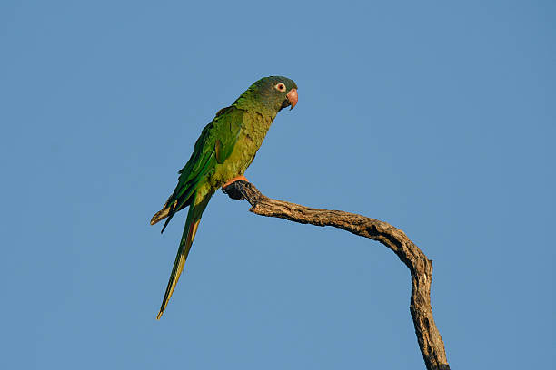 istock Burrowing Parrot in Calden Forest, La Pampa, Argentina 2242456172