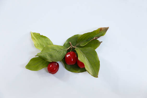 Studio shot of fresh red dogwood berries (Cornus mas) with green leaves, isolated on a white background.