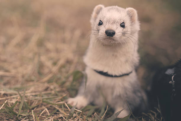 Nice young ferret outing in winter daytime park on harness