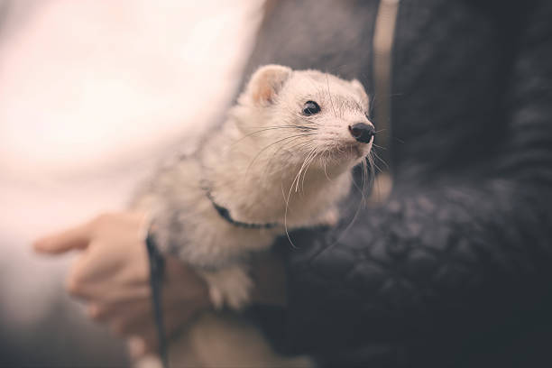 istock Two years old ferret boy outing on harness in winter city park 2242458358