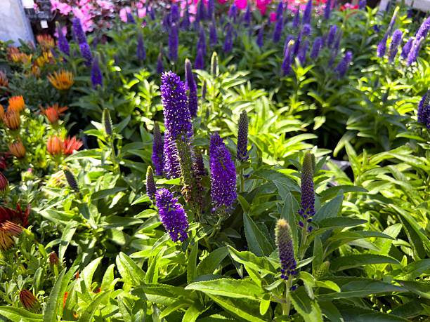 istock purple garden speedwell 2242462771