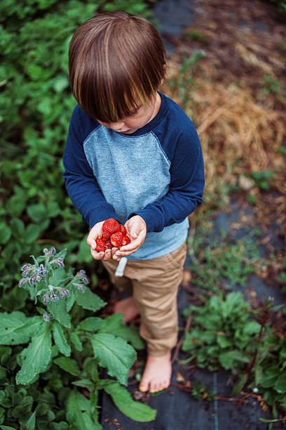 A barefoot two-year-old Eurasian boy holds a handful of organic strawberries he picked in the backyard garden of his home in rural Oregon.
