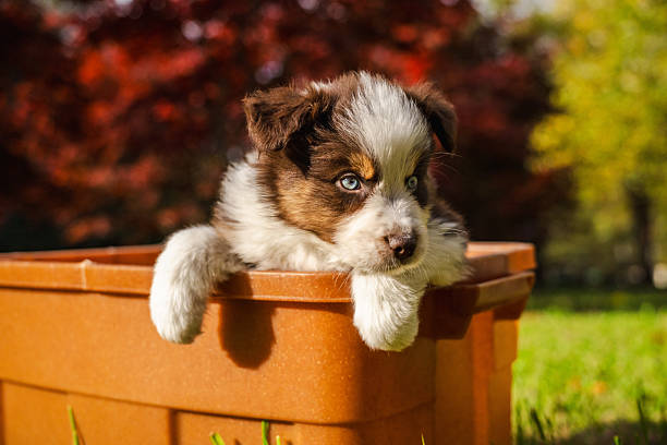 Two adorable merle border collie puppies with blue eyes looking up showing curiosity