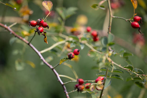 A close-up of a wild rose bush bearing bright red rose hips illuminated by natural sunlight. The green foliage and soft background create a vibrant and organic atmosphere. The image captures the beauty of autumn and the richness of wild plant life.
