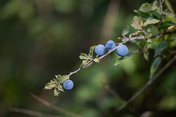 A close-up view of a blackthorn branch bearing ripe blue berries among fresh green leaves. The natural light enhances the contrast between the vivid fruit and the soft background. The image evokes a sense of autumn harvest and the beauty of wild hedgerow plants.