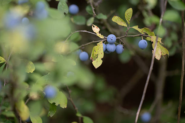 A dense wild blackthorn bush filled with clusters of ripe blue berries among green leaves. The natural light and soft focus create a calm and organic atmosphere. This image captures the essence of autumn in the countryside, symbolizing harvest and nature’s abundance.