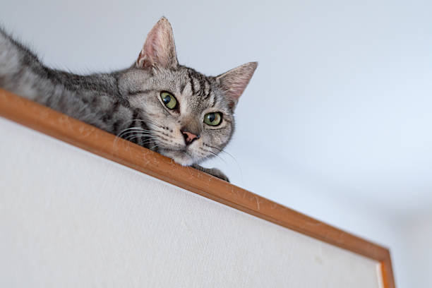istock A cute cat gazing from a high place 2242471348