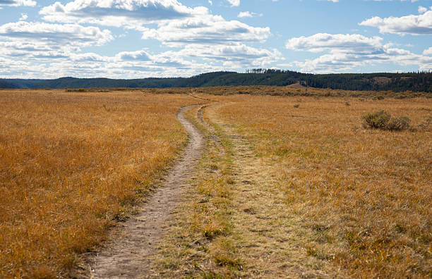 Foot Path and meadow in Yellowstone National Park
