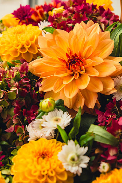 istock Selective focus Bush of autumnal orange red chrysanthemums and violet dahlia hydrangea. Fall garden beautiful flowers bouquet background. Blooming blossom thanksgiving day arrangement basket 2242477498