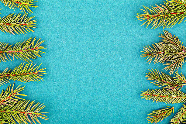 istock Evergreen branches arranged on vibrant blue background creating natural frame with copy space 2242478648