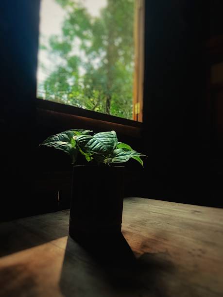 istock Houseplant Silhouette in a Window with Dramatic Light 2242479831