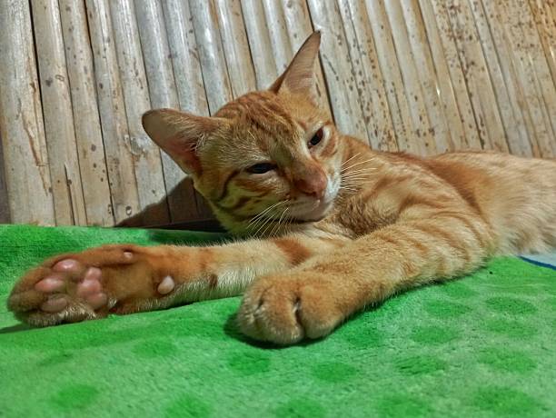 istock Lazy Orange Tabby Cat Relaxing on Green Blanket 2242481725