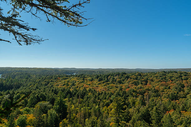 Expansive nature view of Algonquin Park featuring blue lakes and dense evergreen forest.