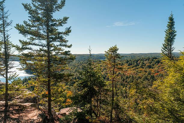istock Peaceful summer panorama of Algonquin Park featuring blue lakes and pine trees. 2242482664
