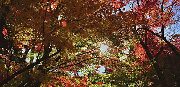 istock Bright sun bursts through moving autumn canopy 2242484568