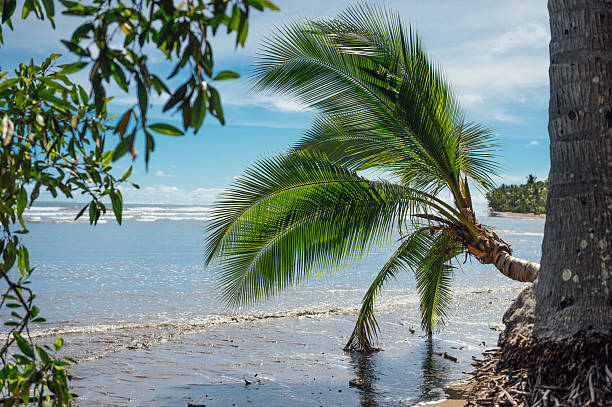 Leaning Palm Tree by the Shore, Uvita Beach, Costa Rica in Uvita, Puntarenas Province, Costa Rica