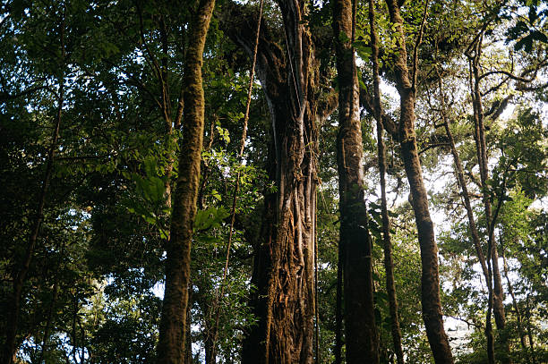 Ancient Strangler Fig Tree in the Monteverde Cloud Forest, Costa Rica in Monteverde, Provincia de Puntarenas, Costa Rica