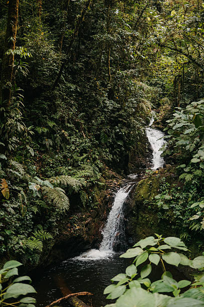 istock Cuecha Cascade in the Monteverde Cloud Forest, Costa Rica 2242485868