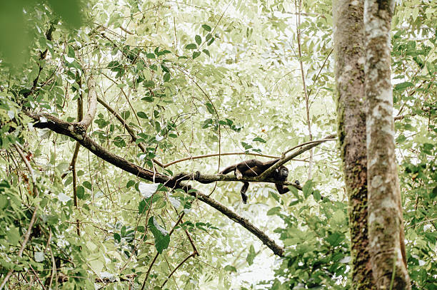 Howler Monkey in the Forest Canopy Manuel Antonio National Park in Quepos, Provincia de Puntarenas, Costa Rica