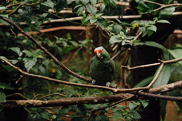 Red-Lored Amazon Parrot Perched on a Branch at Animal Sanctuary in Puerto Viejo de Talamanca, Limón Province, Costa Rica
