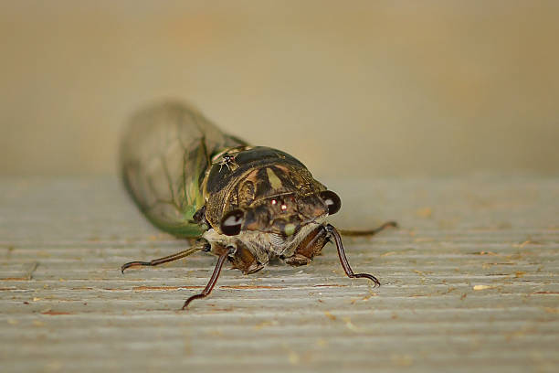 Up close Cicada with baby resting on wooden surface in Wooster, Ohio, United States