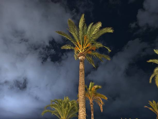 tall illuminated palm trees beneath swirling clouds create cinematic and atmospheric setting