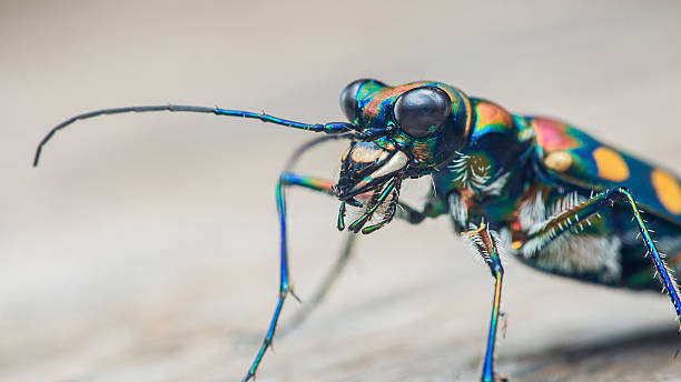 Tiger beetle showing its striking iridescent exoskeleton with green, blue, orange, and yellow patterns, highlighting its compound eyes and powerful mandibles in a detailed macro view