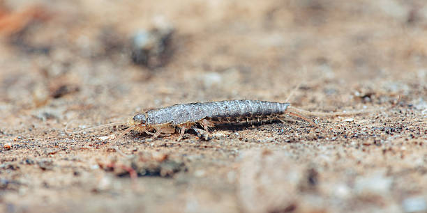istock Silverfish insect l. Saccharina crawling on ground surface 2242489585