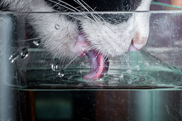 Black-and-white housecat lapping clean water from a clear glass, tongue and whiskers catching light, close-up side view conveying thirst, hydration, and simple domestic care