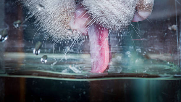 Cat's face visible close-up from below the water surface in a glass, with its pink tongue lapping up fresh water, illustrating pet hydration and thirst relief