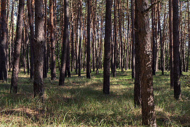 istock Pine Forest Landscape with Sunlight and Green Grass 2242492210
